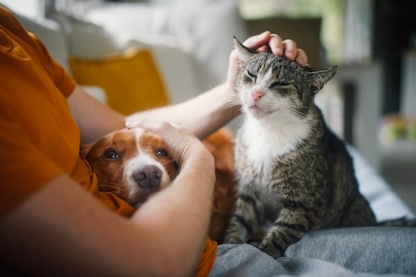 Affectionate dog and cat sit with human on sofa