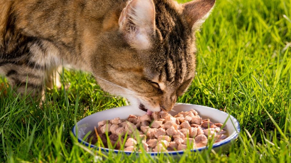 Cat eats dry food from bowl in grass