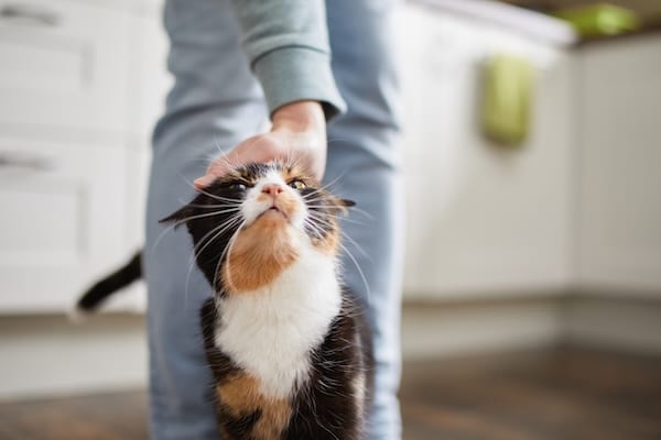 Person reaches down to pet cat in home