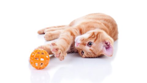 Kitten playing with orange ball toy