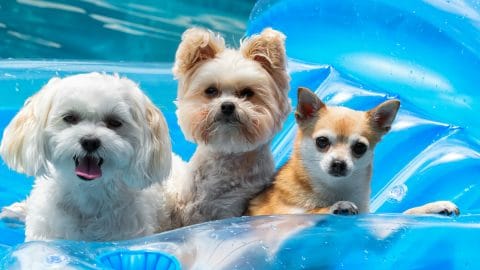 Three small dogs on a float in a pool