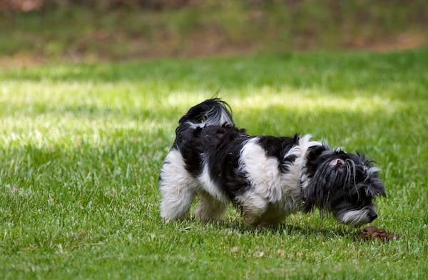 Dog sniffs pile of dog poop on lawn