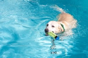 A yellow labrador retriever dog is swimming in a pool with a toy in his mouth
