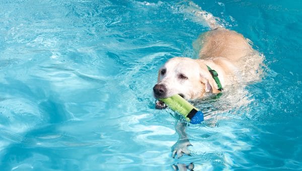 A yellow labrador retriever dog is swimming in a pool with a toy in his mouth