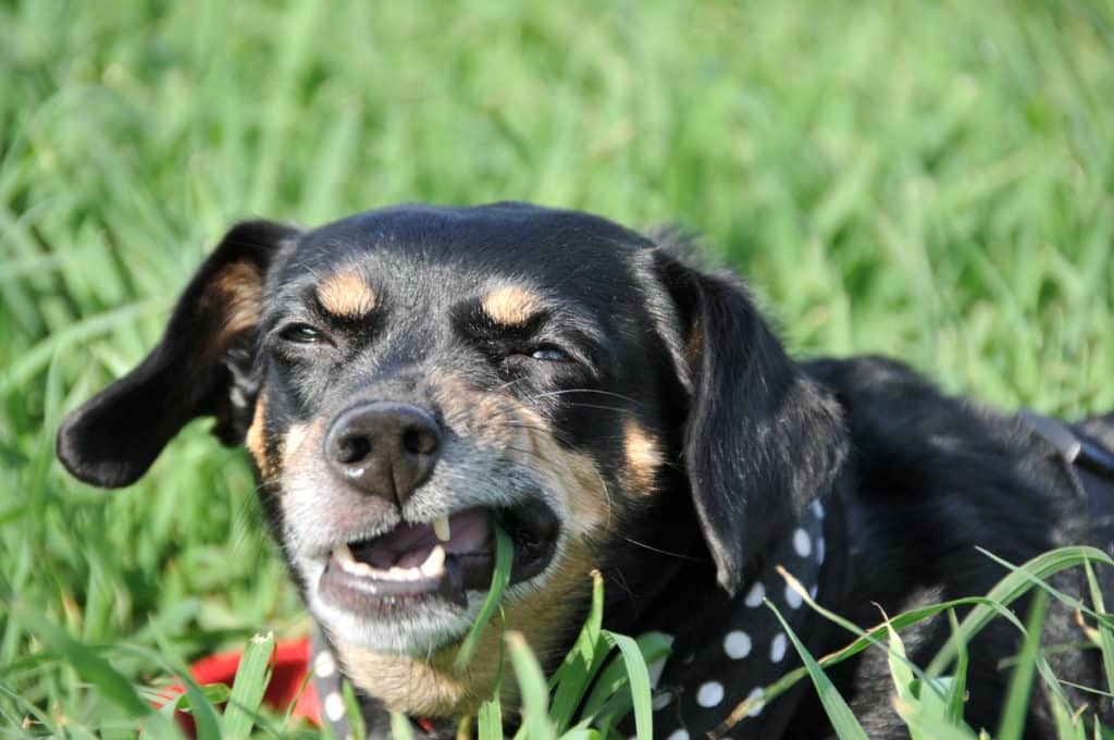 Why Do Dogs Eat Grass? A Common Canine Behavior Explained