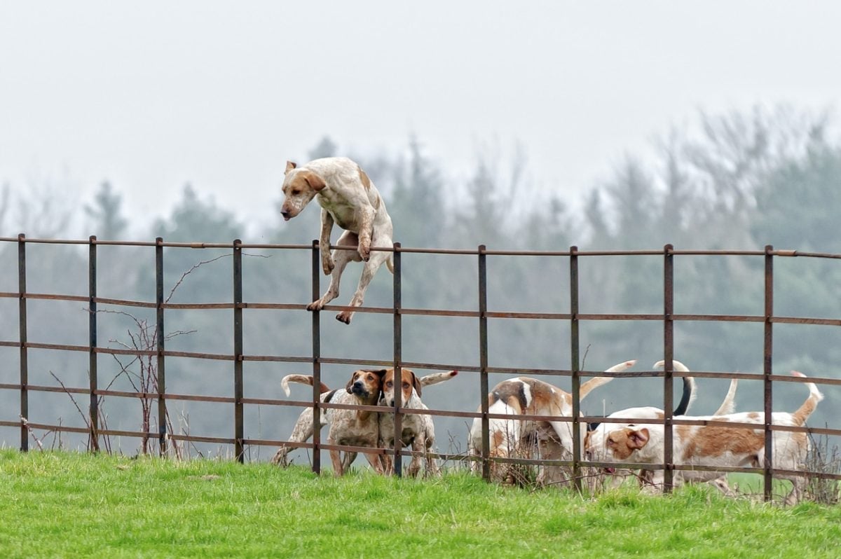 foxhound leading the pack over a fence in rural england