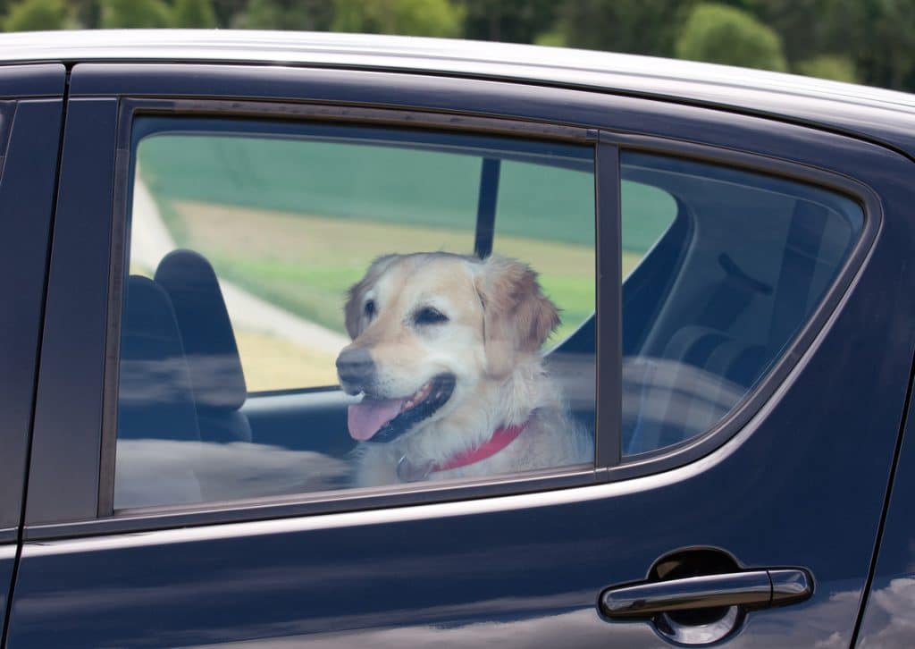 dog in backseat of parked car