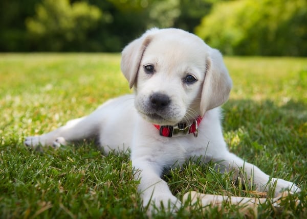 An eight week old yellow Labrador Retriever puppy outdoors lying in the grass