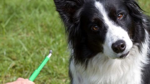 border collie looking confused at tick that was just removed