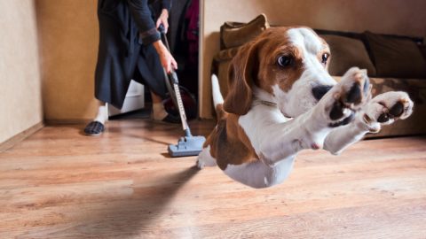 dog runs from vacuum cleaner on hardwood floor