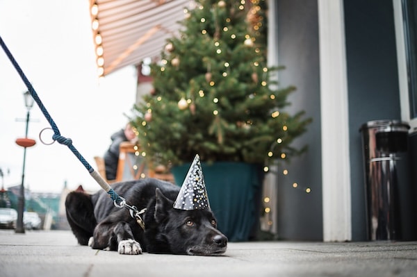 Dog on leash with party hat sits in front of outdoor holiday tree