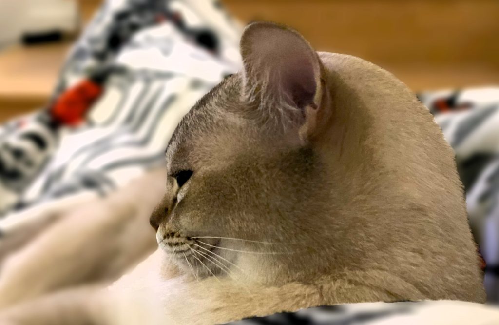 Burmilla