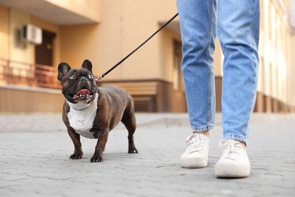 Woman walking with cute French Bulldog outdoors, closeup
