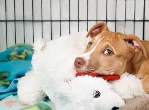 Puppy dog inside crate looking at camera.
