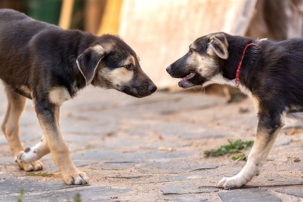 First meeting or introduction between two dogs, sniffing