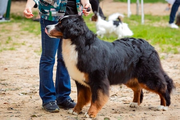 Person training large breed dog in fenced area