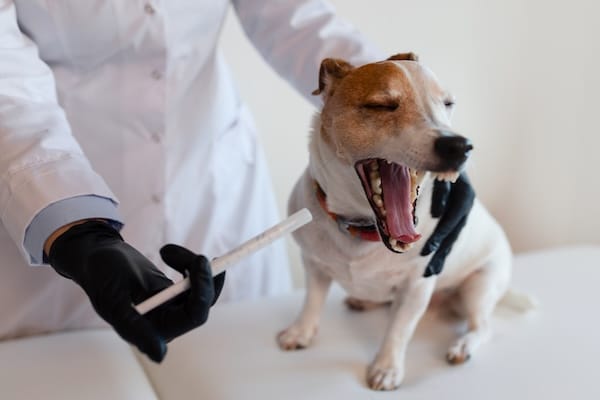 A veterinarian in a white uniform gives medicine to a Jack Russell Terrier