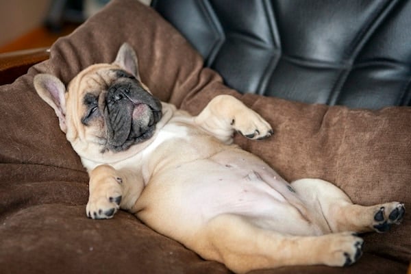 Bouledogue français qui dort sur le dos sur le canapé