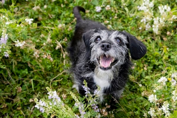 Senior dog looks happily at camera from grassy field