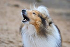 Portrait of a Sheltie or Shetland Sheepdog howling or barking on the beach