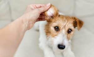 Owner's hand checking and cleaning her healthy dog's ear