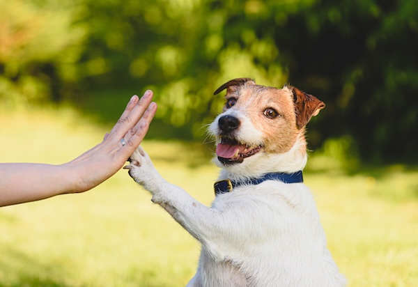 Dog giving person a high five in a park