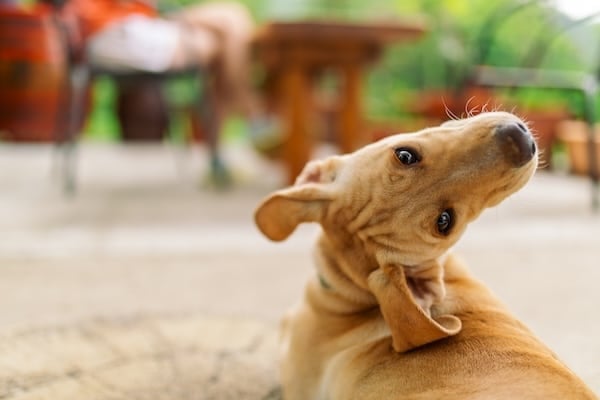 Close up of a dog playing outside, looking backward and up