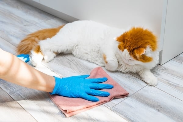 Gloved hand cleans floor while cat looks on