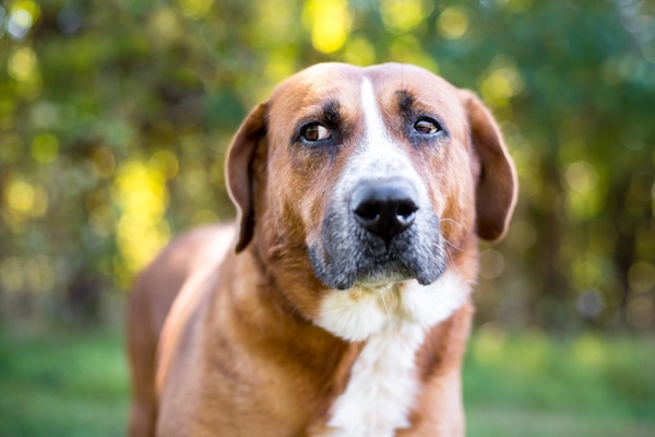 Dog looking concerned in grassy field