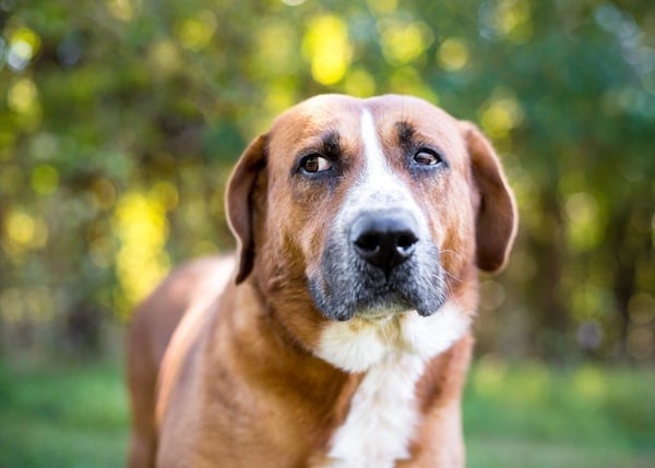 A Hound mixed breed dog outdoors looking sideways with a nervous expression