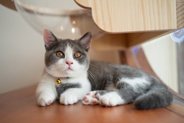 Gray Blue White colour British Shorthair Munchkin cat against isolated wooden background