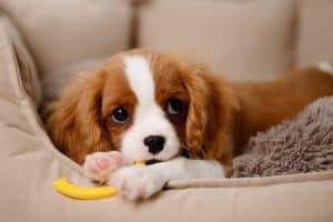 Puppy happily chews toy on sofa, looking at camera