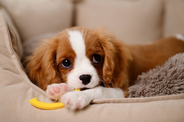 Puppy happily chews toy on sofa, looking at camera