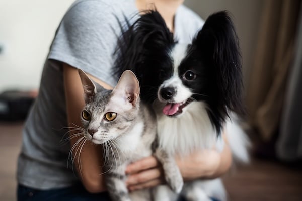 A woman holds in her hands a brush sphinx cat and a papillon dog.