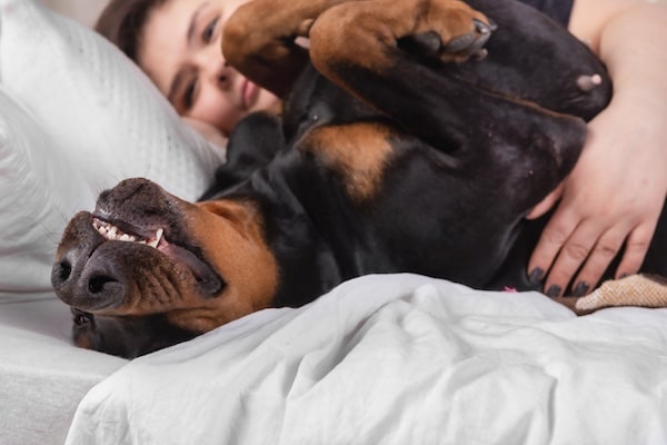 A young woman is sleeping in bed with her Doberman Pinscher dog