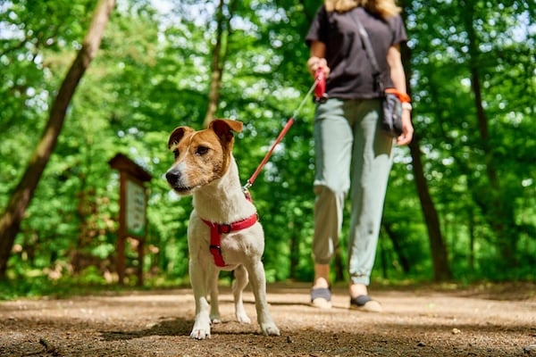 Person and dog walking on hiking trail