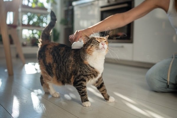 Pet parent using electric spray massage comb for cat during seasonal shedding