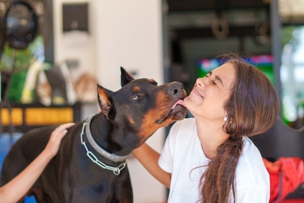 Doberman licks face of happy teenage girl