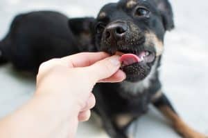 Offering a treat to a dog