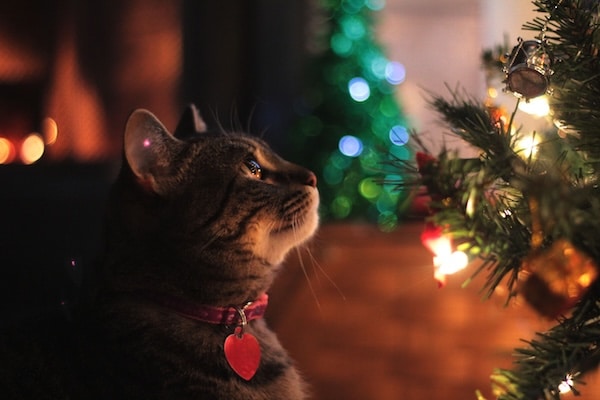 Close-Up Of Cat Looking At Christmas Tree