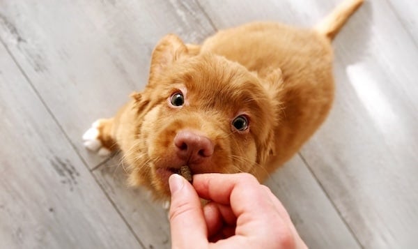 Owner Feeding Cute Little Toller Retriever Puppy