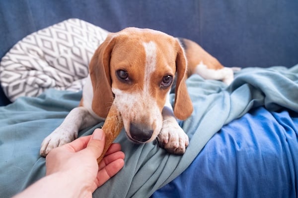 Person gently taking chew from dog