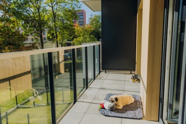 Dog sleeping on apartment balcony