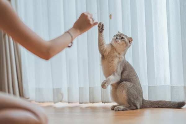 Person playing with cat in living room