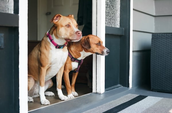 Dogs peering anxiously out front door