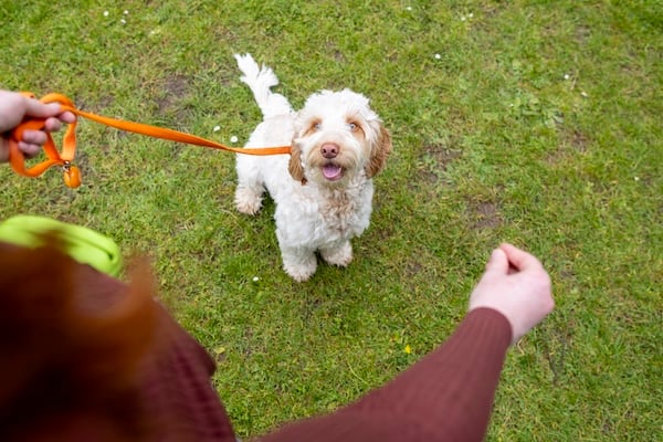 Dog looking up at owner with treat on grassy field