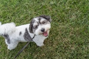 Happy Havanese dog looking up at owner while taking a walking