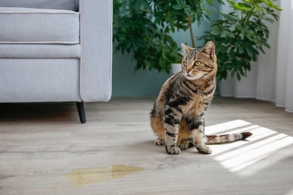 Cat sits next to pee puddle on hardwood floor indoors