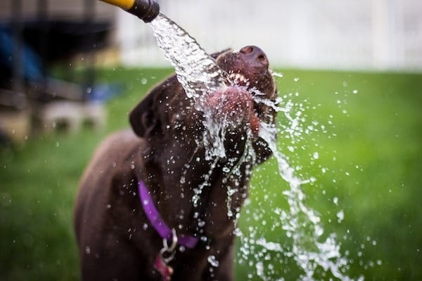 Dog drinking water from a hose