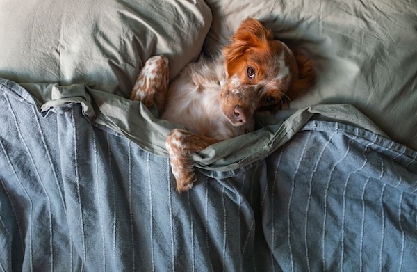 A dog looks happily at the camera from a bed with pillows